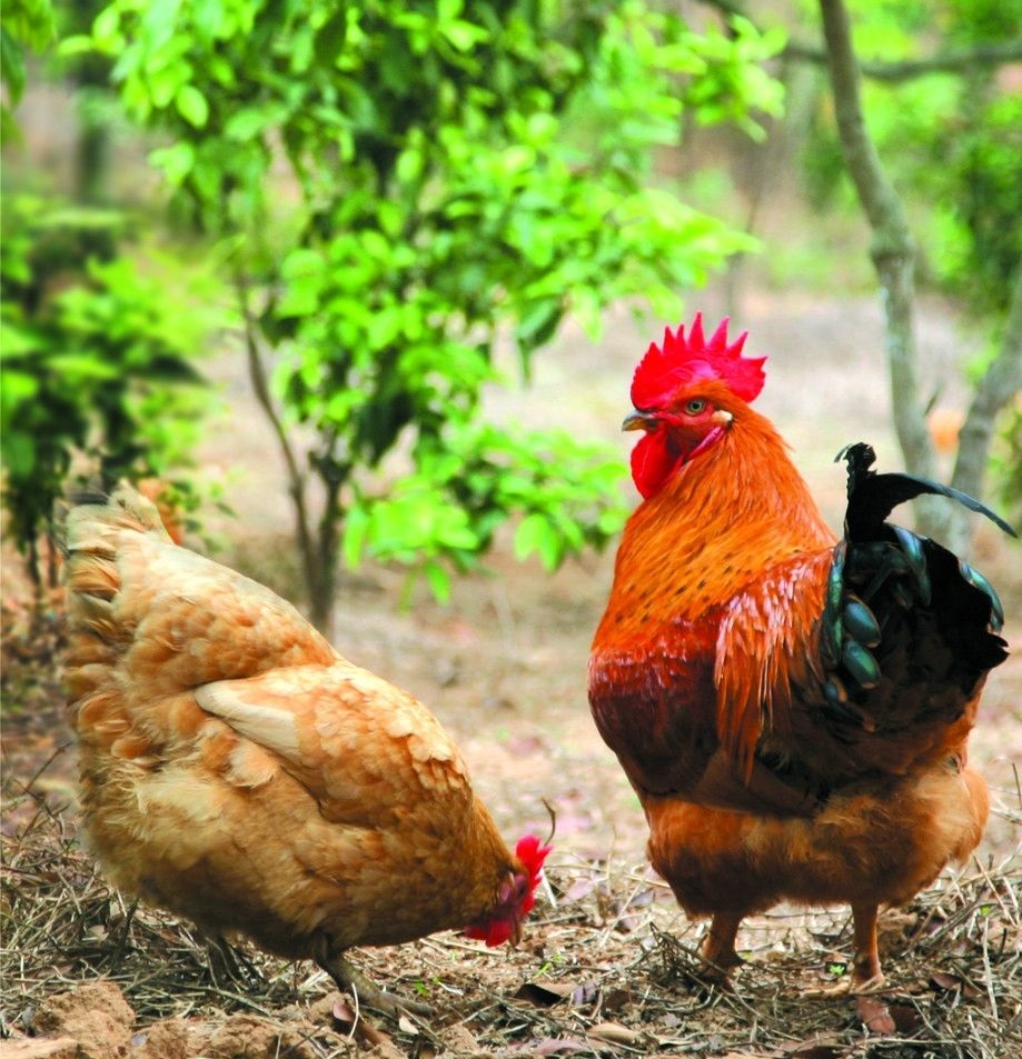滑液囊支原體病程長，籠養雞不易被發現，經常給養雞生產造成難于彌補的損失