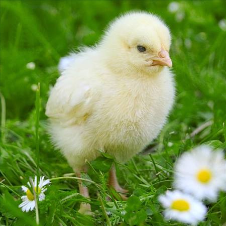 雞群慢性呼吸道疾病，應該用哪些方法可以起到有效防治？